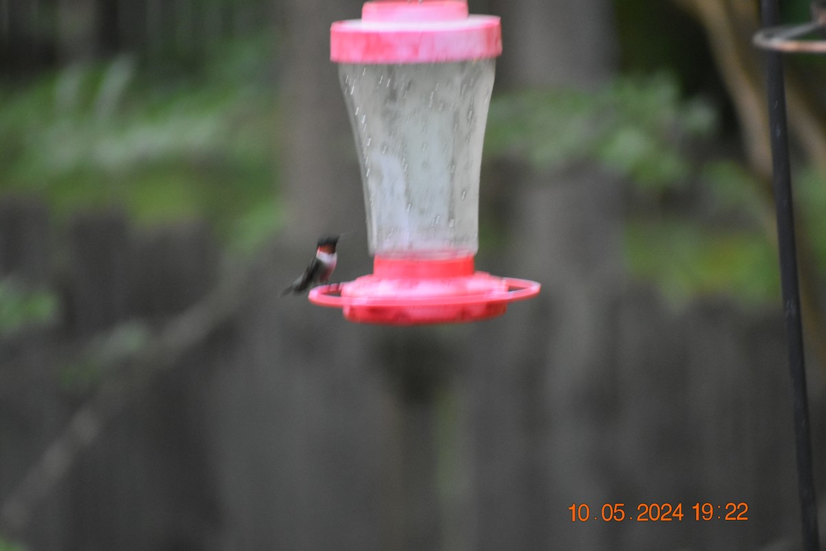 Ruby-throated Hummingbird - ML618797976