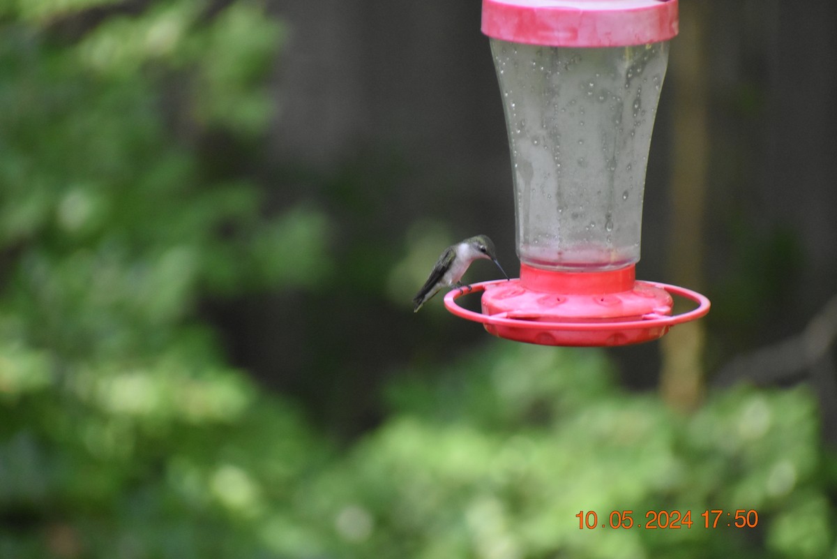Ruby-throated Hummingbird - ML618797977