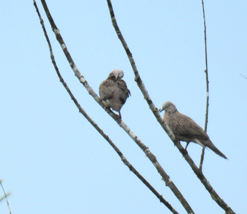 Spotted Dove - ML618797992