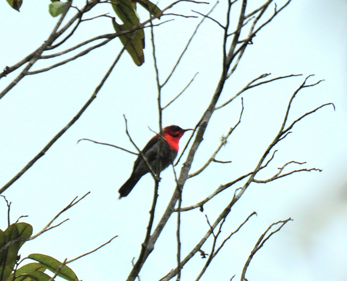 Crimson Sunbird - Nuttha Sinlapa