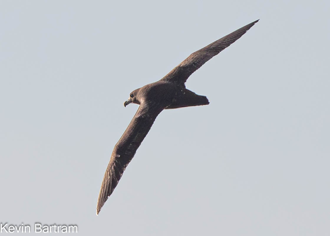 White-chinned Petrel - Kevin Bartram