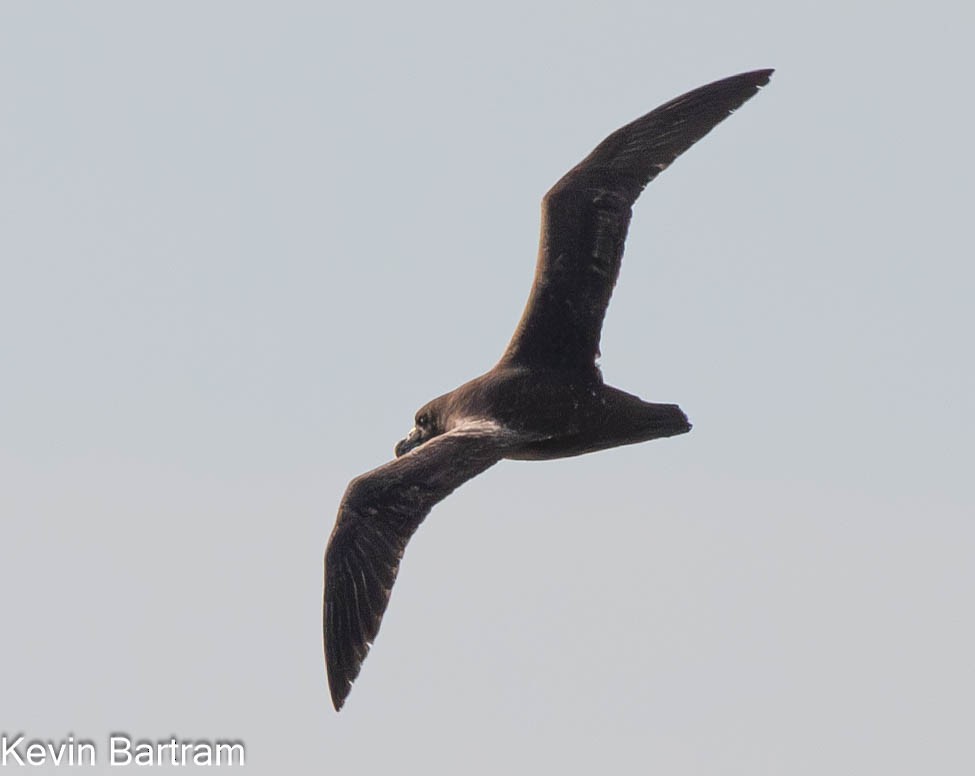 White-chinned Petrel - Kevin Bartram