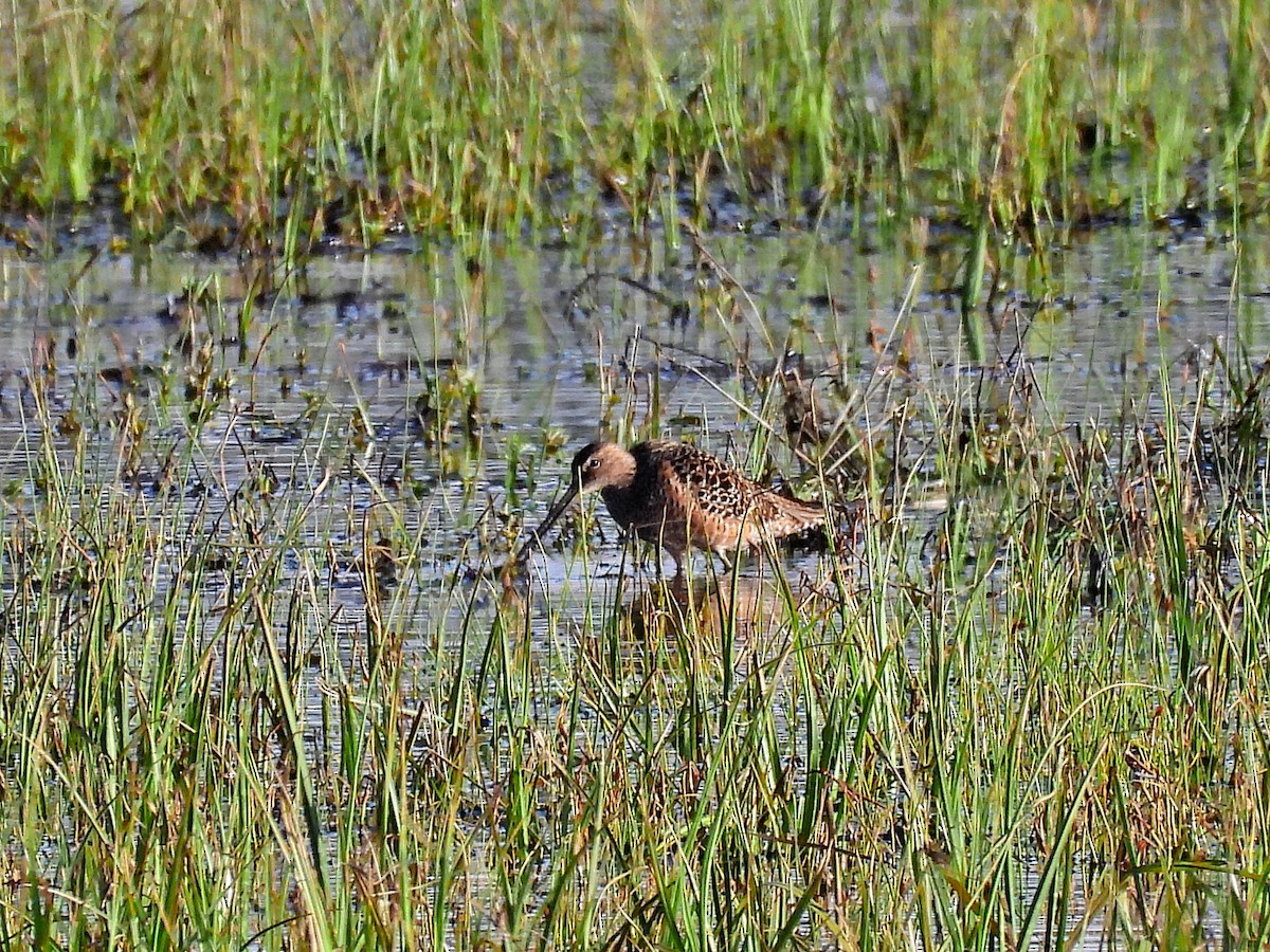 Long-billed Dowitcher - ML618798014