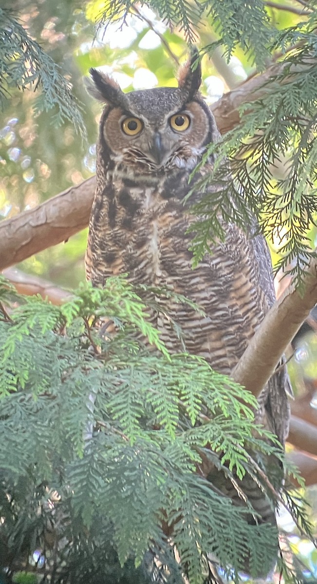 Great Horned Owl - ML618798019