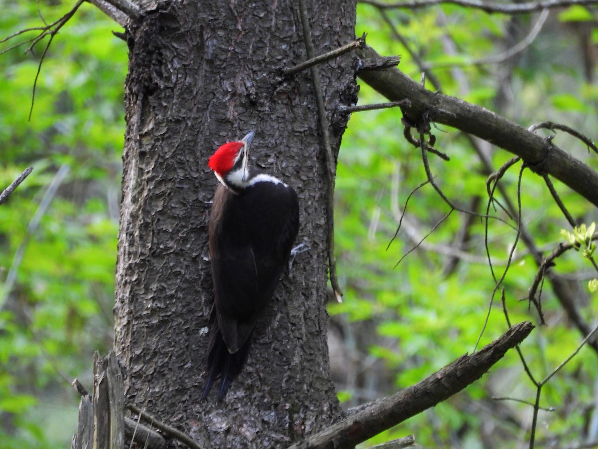 Pileated Woodpecker - ML618798021