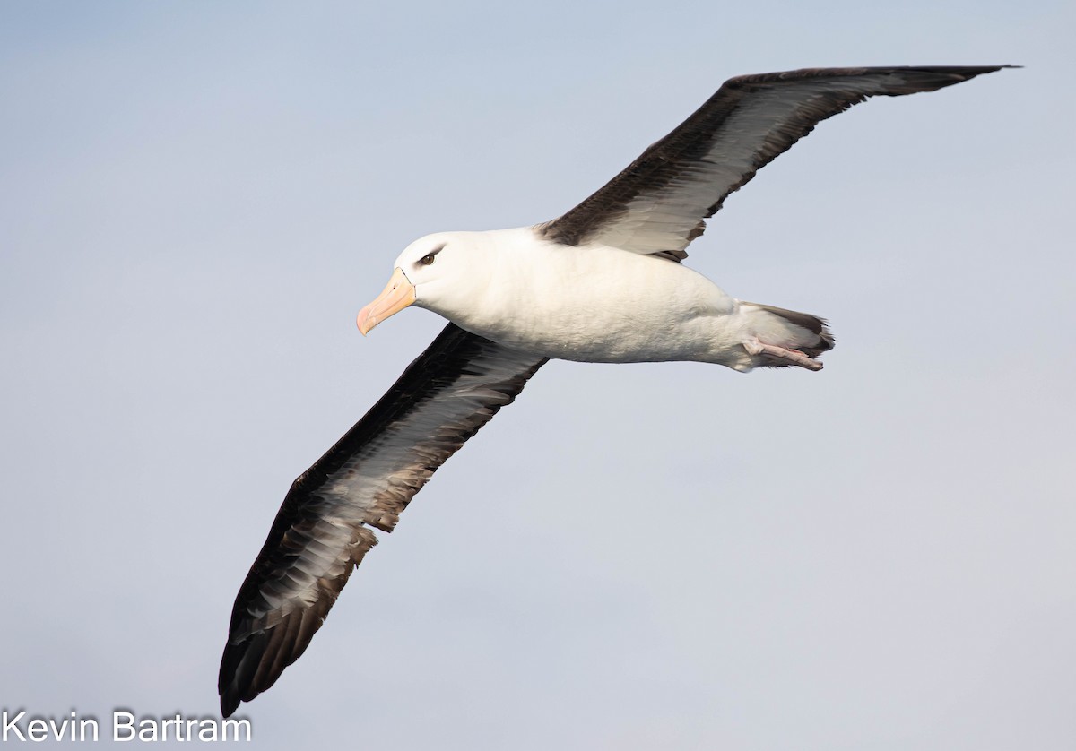 Albatros bekainduna (melanophris) - ML618798036
