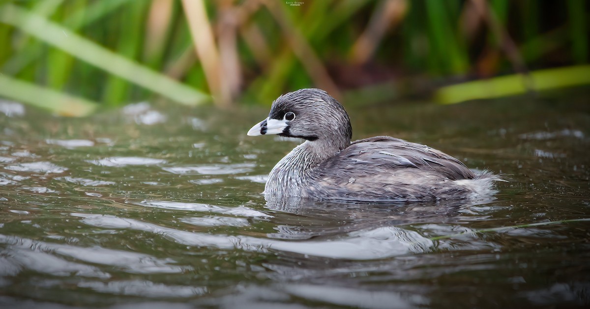 Pied-billed Grebe - Kevin Ocampo | Ocampo Expeditions Birding Tours