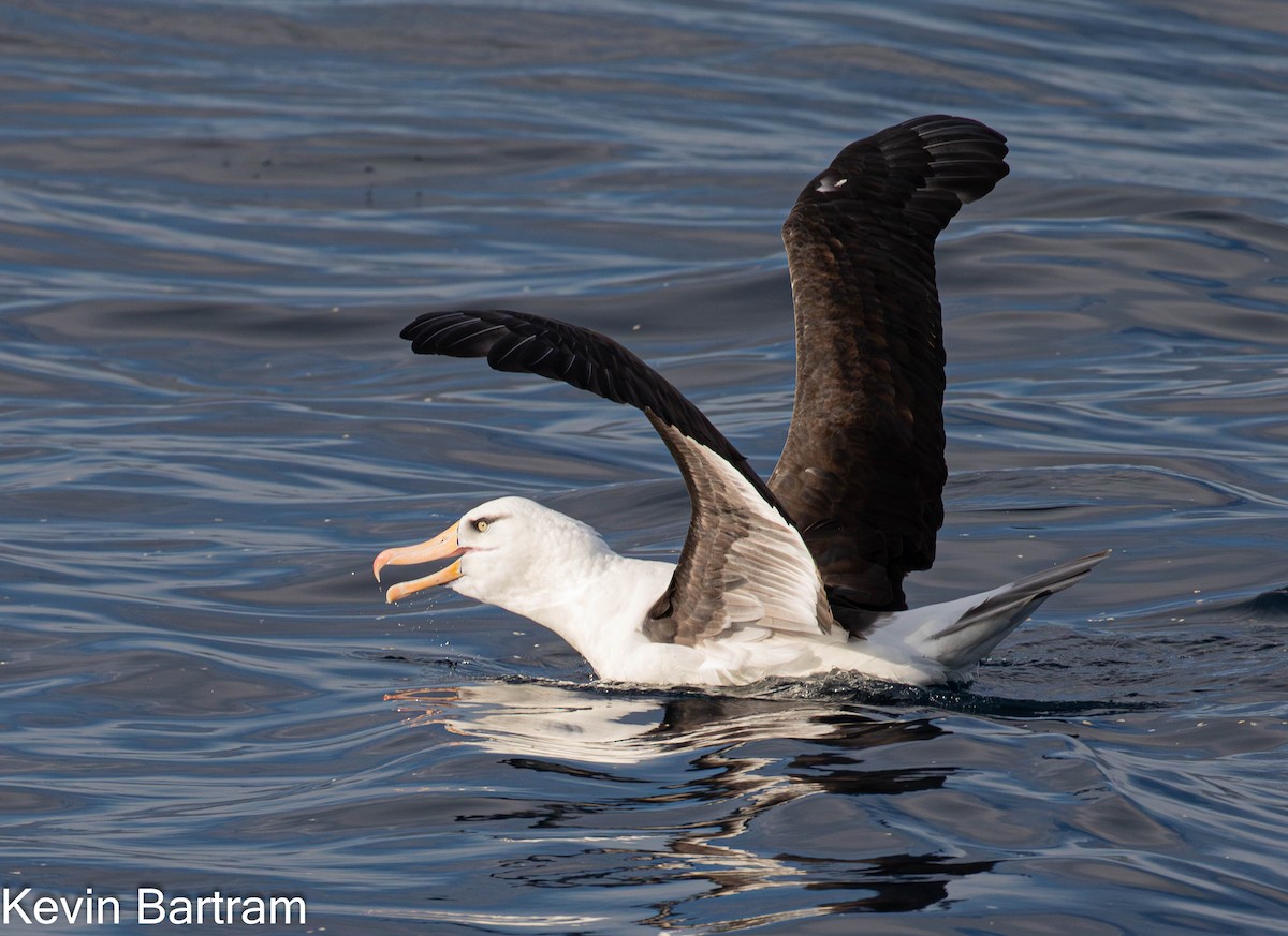 Чернобровый альбатрос (impavida) - ML618798075
