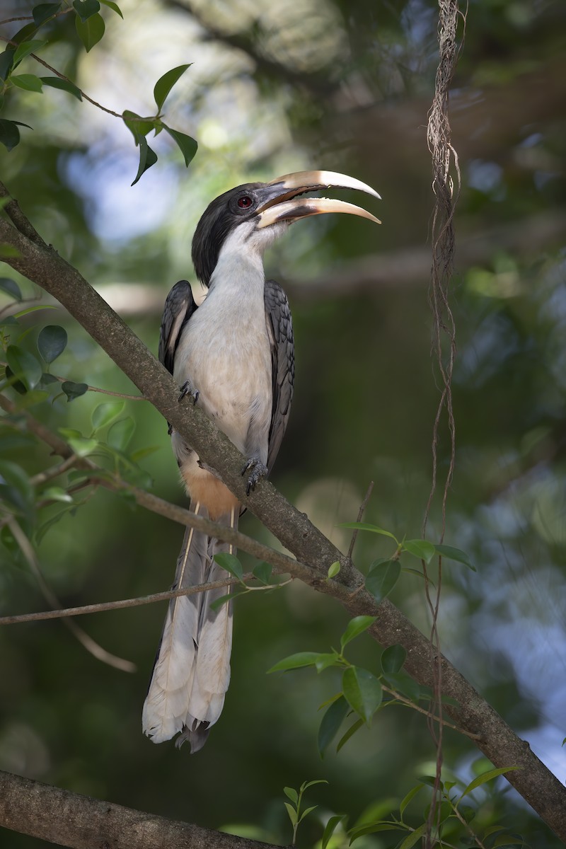 Sri Lanka Gray Hornbill - ML618798099