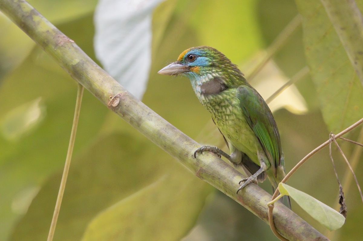 Yellow-fronted Barbet - ML618798120