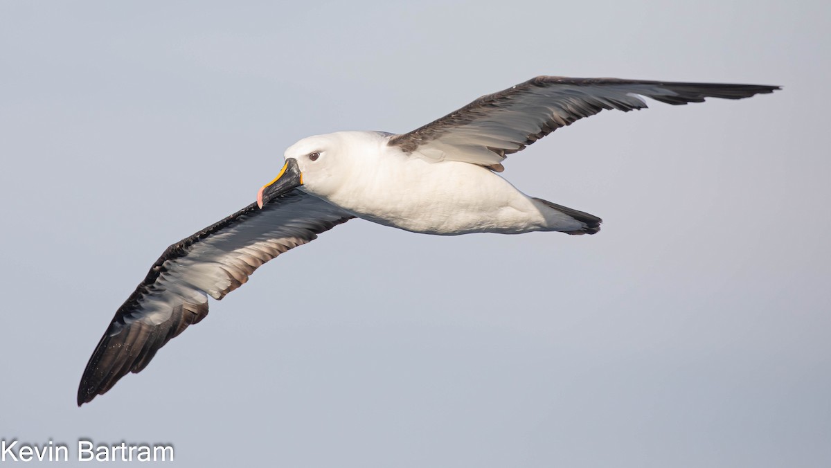 Indian Yellow-nosed Albatross - ML618798143