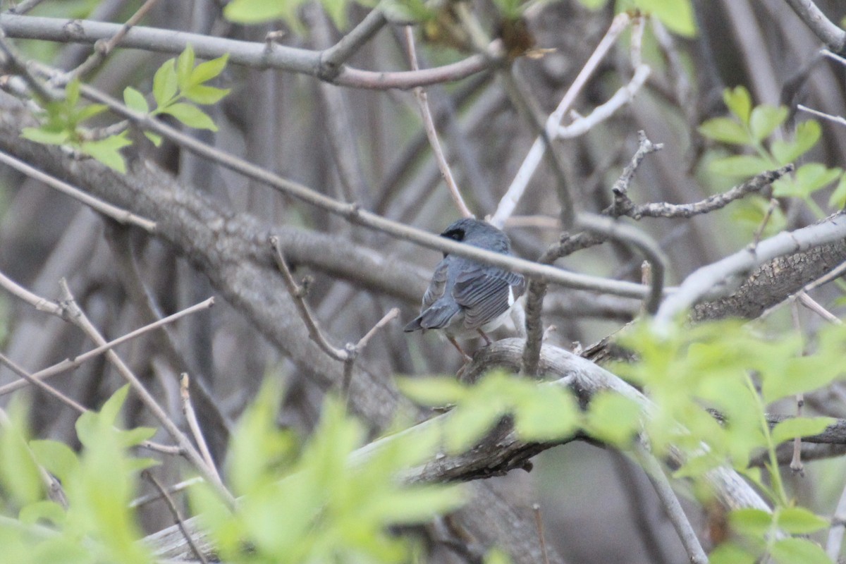 Black-throated Blue Warbler - ML618798144