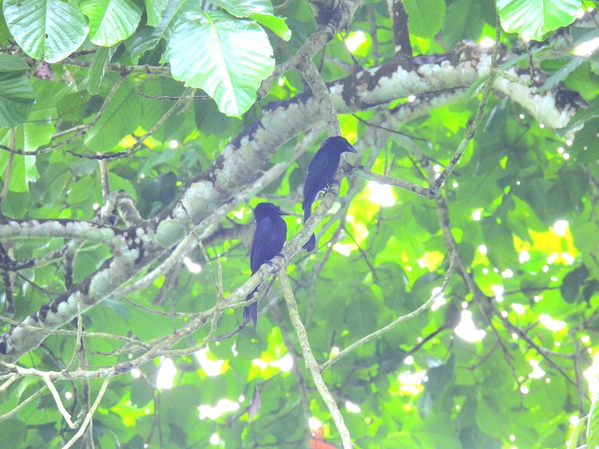 Greater Racket-tailed Drongo - Nuttha Sinlapa