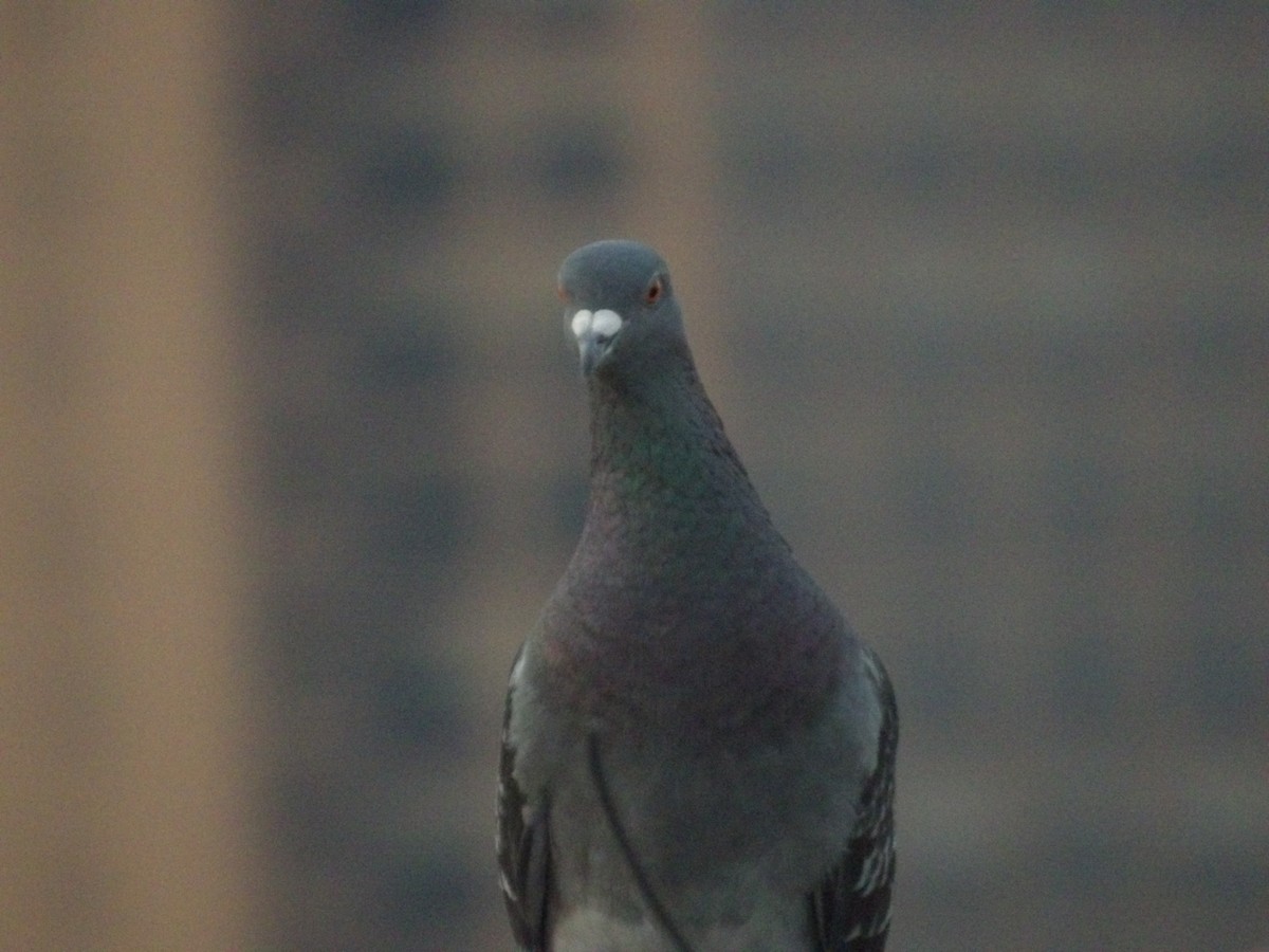 Rock Pigeon (Feral Pigeon) - ML618798184