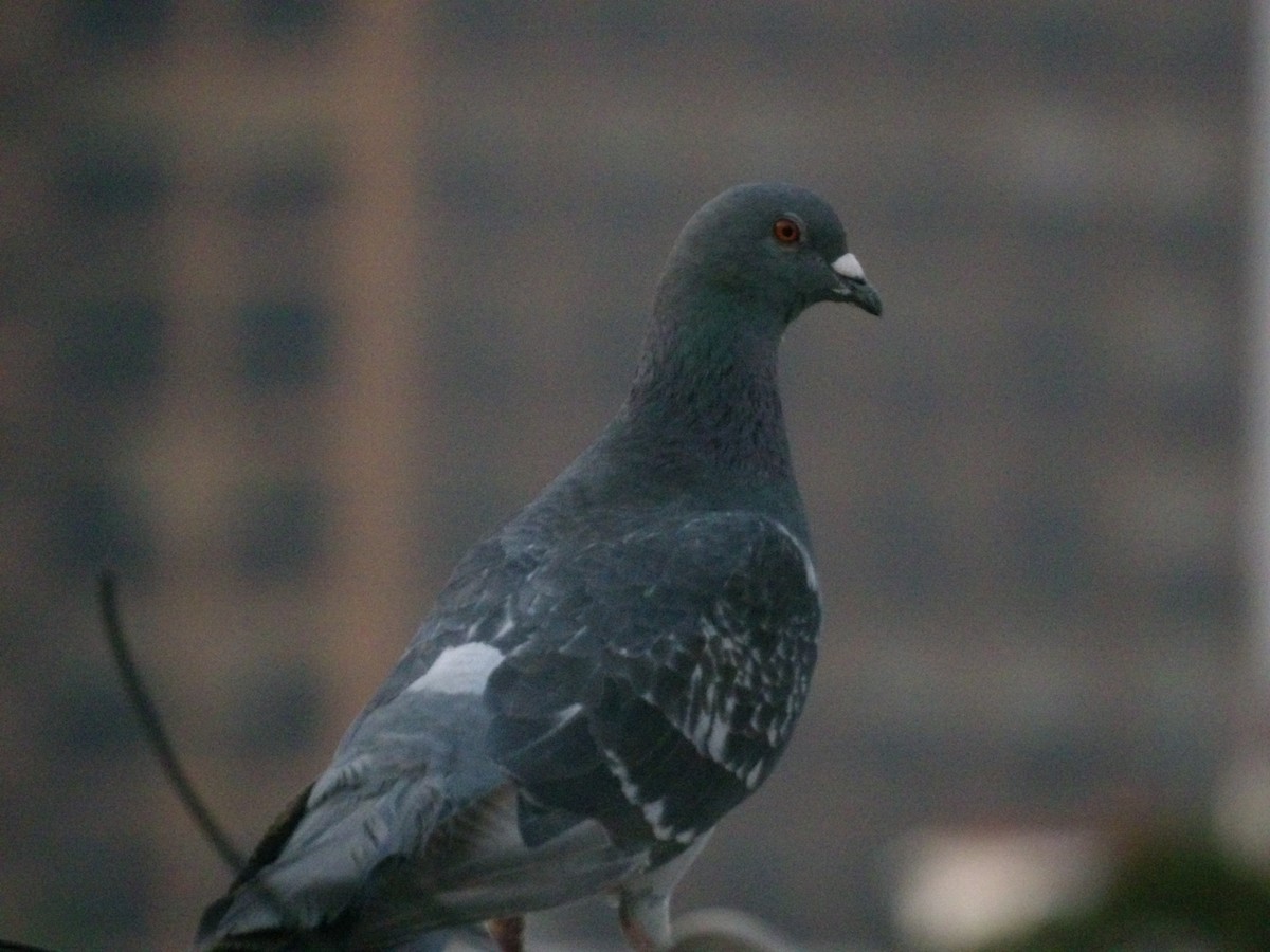Rock Pigeon (Feral Pigeon) - ML618798195