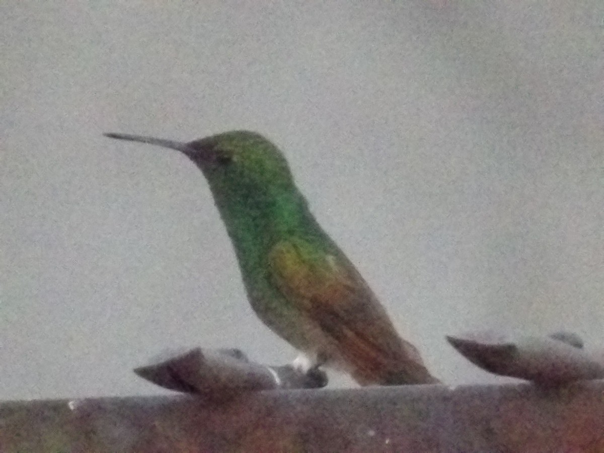 Berylline Hummingbird (Northern) - Marcelo Gutierrez