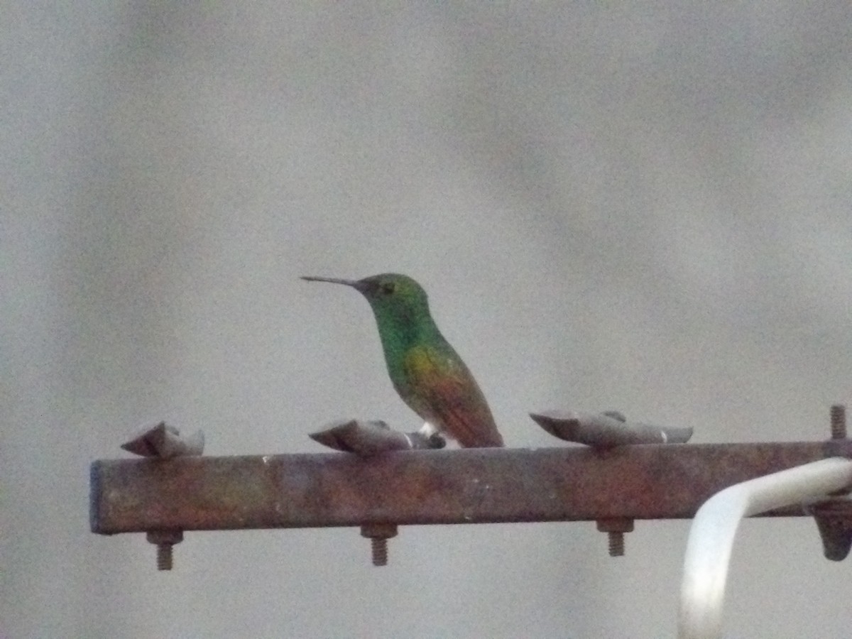 Berylline Hummingbird (Northern) - ML618798219