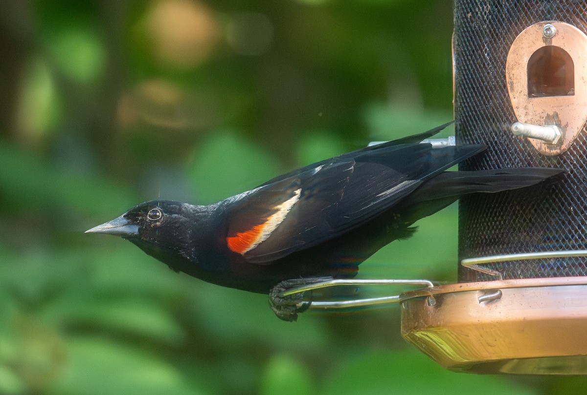 Red-winged Blackbird - Andrew Zaleiski