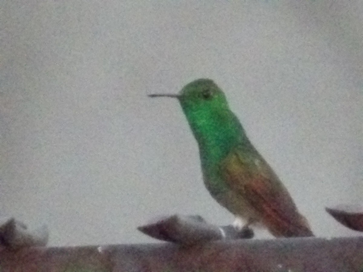Berylline Hummingbird (Northern) - ML618798250