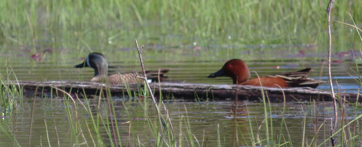 Blue-winged Teal - Claire Weiser