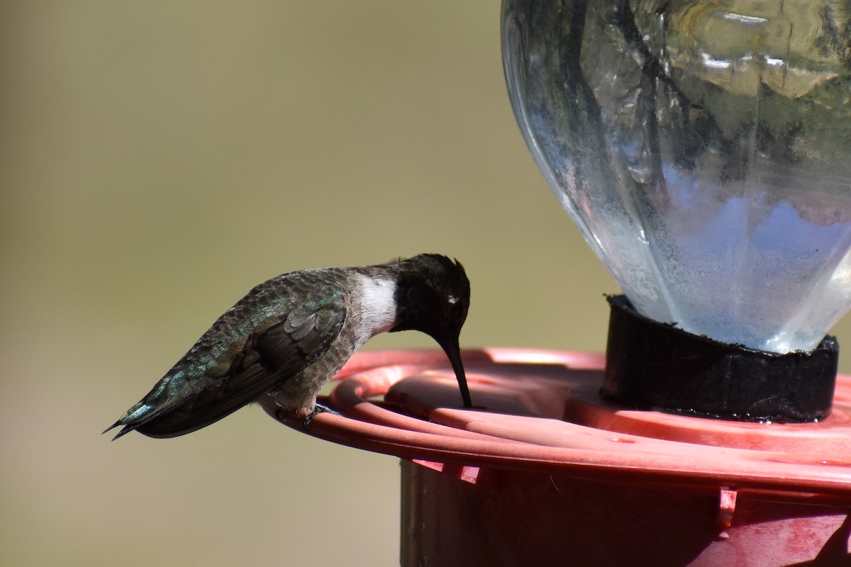 Black-chinned Hummingbird - Christian Feldt