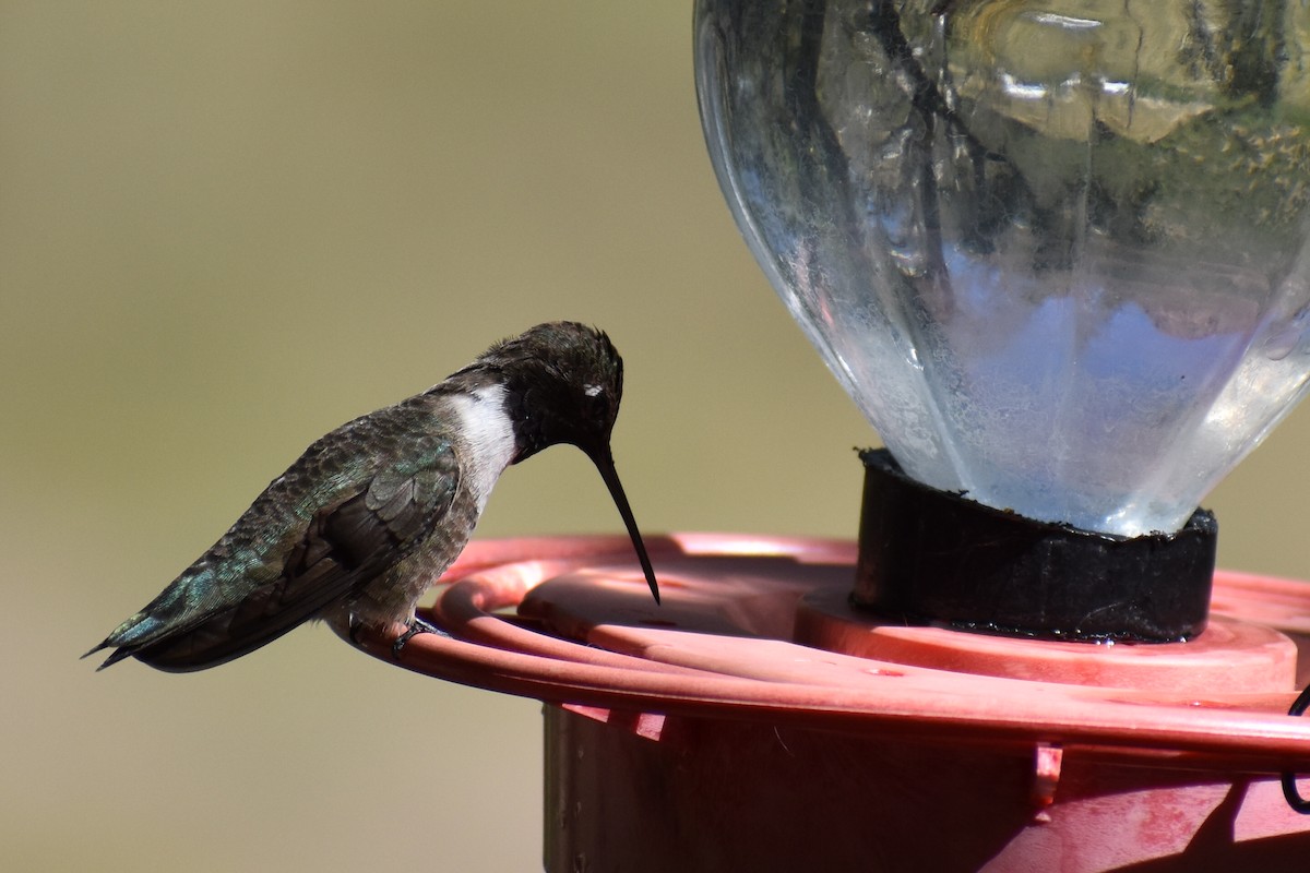 Black-chinned Hummingbird - Christian Feldt