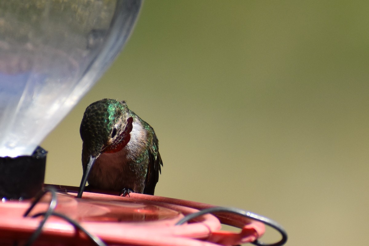 Broad-tailed Hummingbird - Christian Feldt