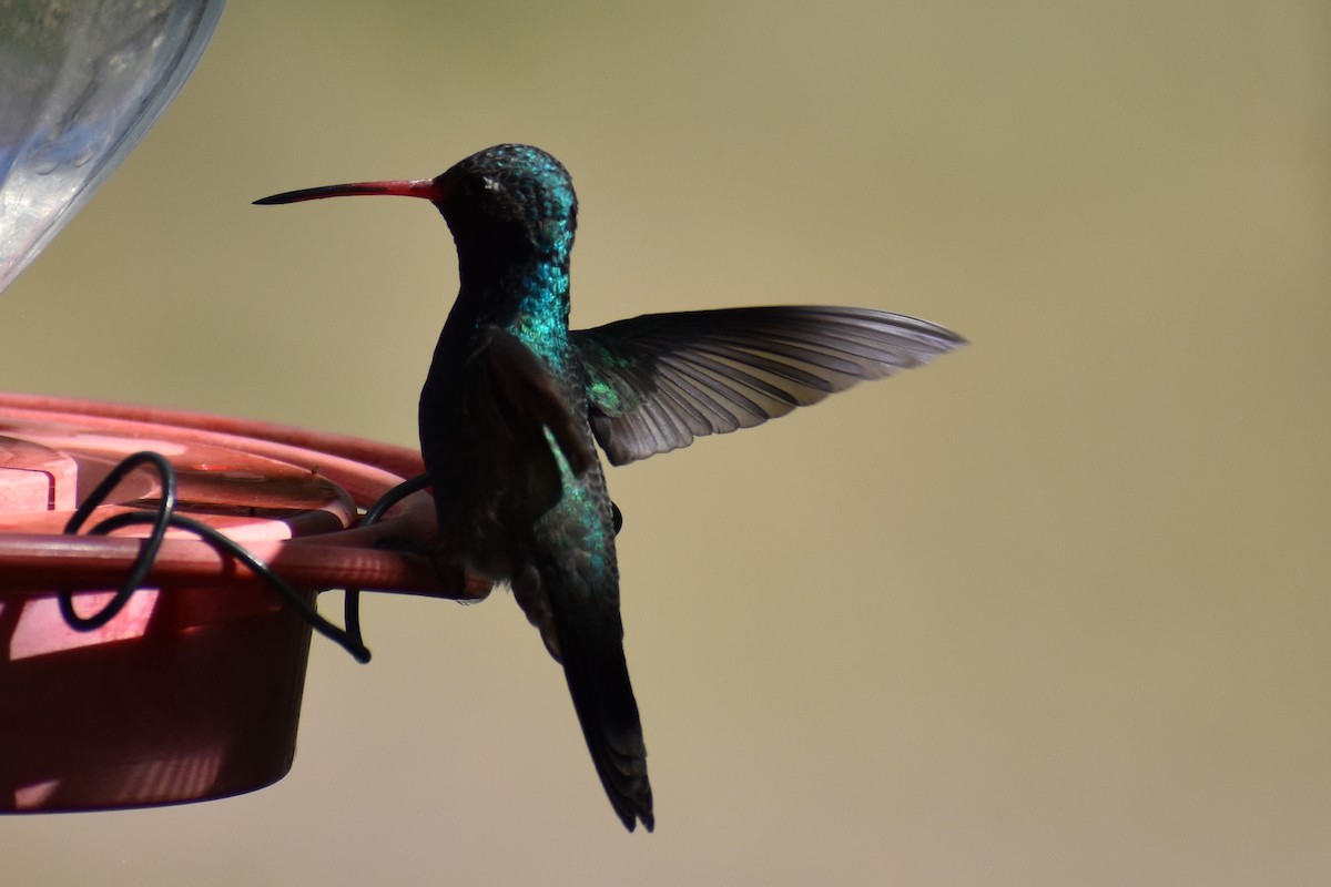 Broad-billed Hummingbird - Christian Feldt