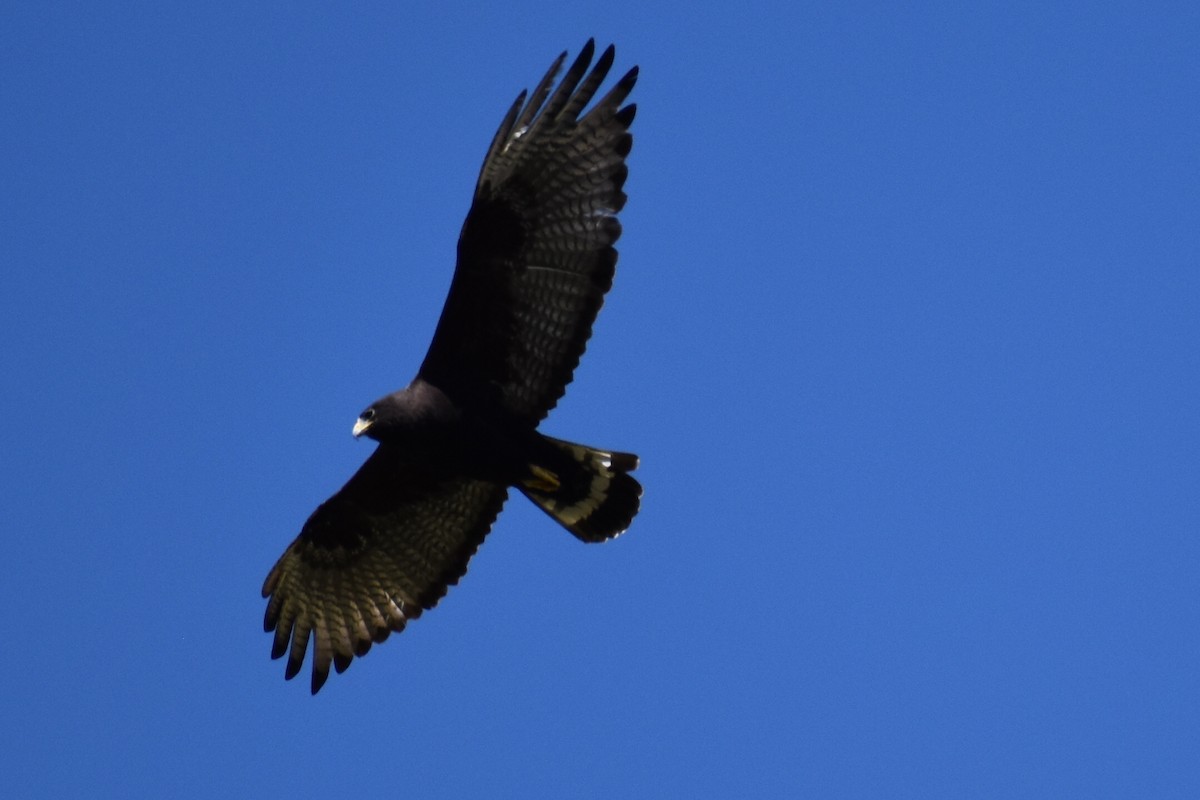 Zone-tailed Hawk - Christian Feldt
