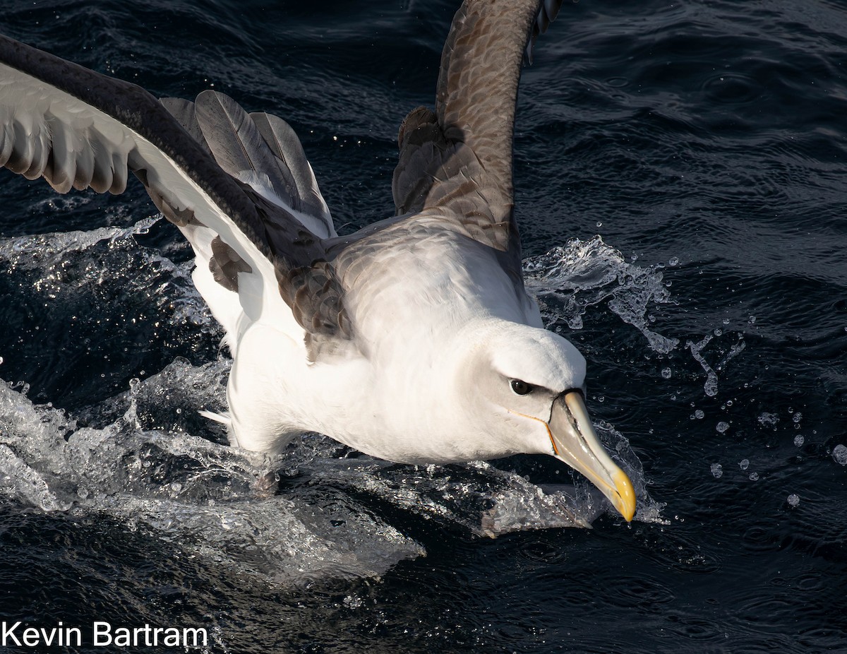 White-capped Albatross - Kevin Bartram