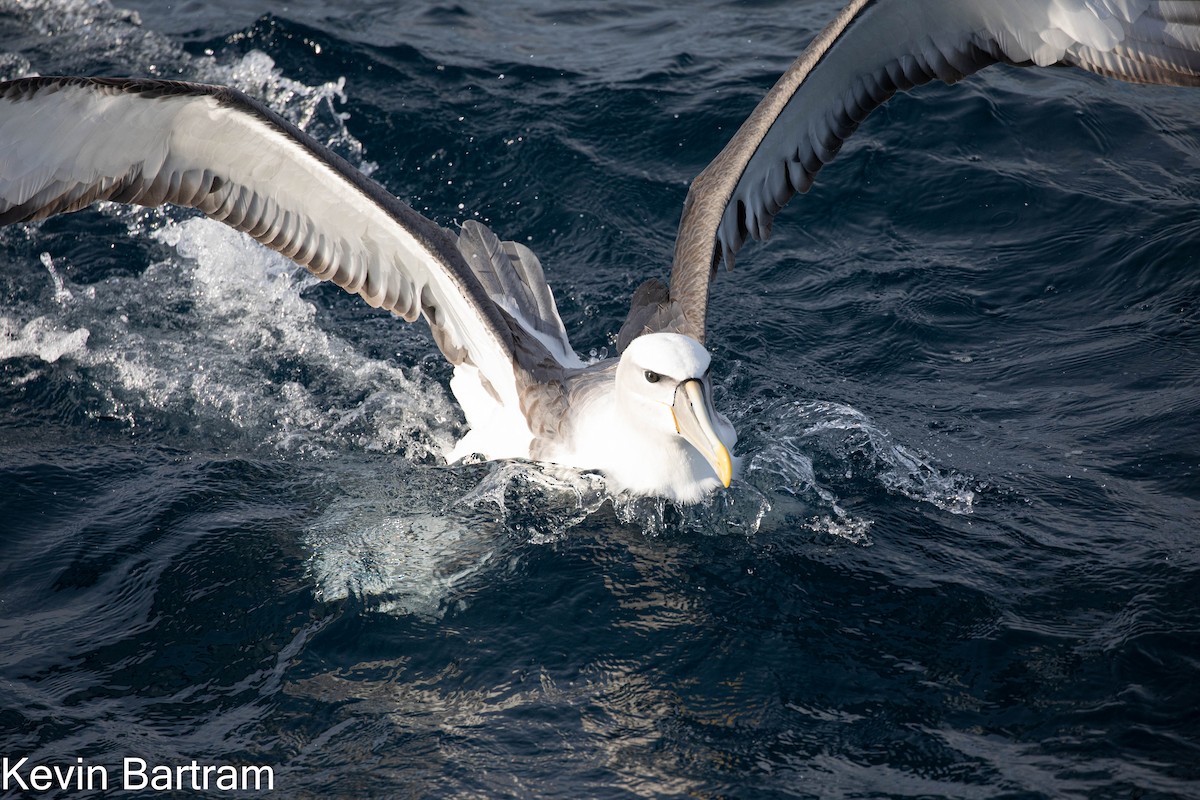 White-capped Albatross - Kevin Bartram