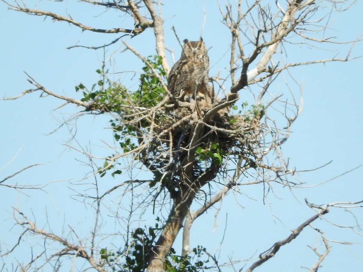 Great Horned Owl - ML618798328