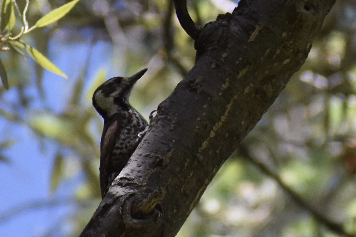 Arizona Woodpecker - Christian Feldt
