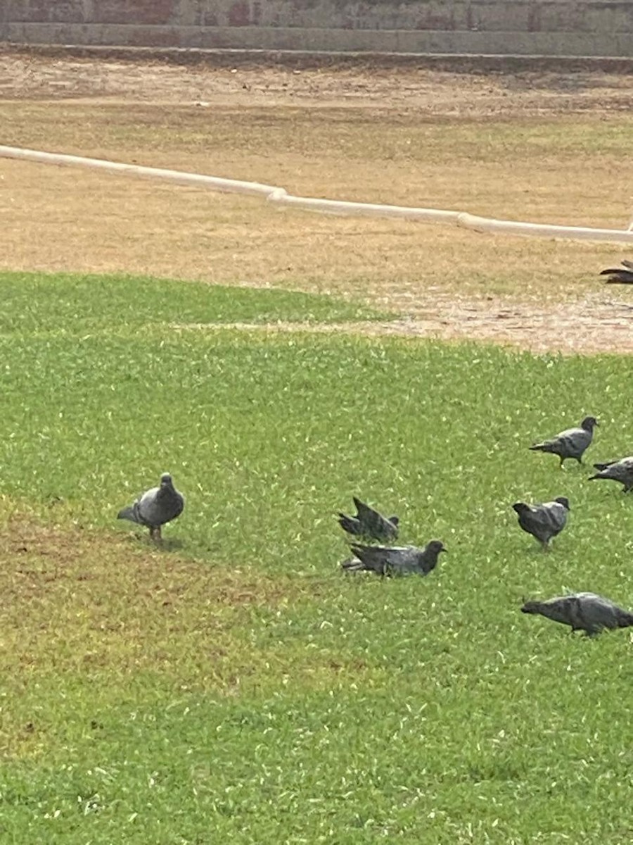 Rock Pigeon (Feral Pigeon) - ML618798338