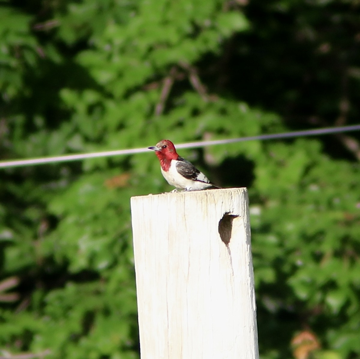 Red-headed Woodpecker - ML618798388