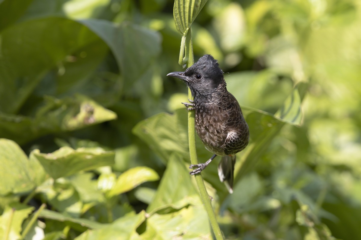 Red-vented Bulbul - ML618798389
