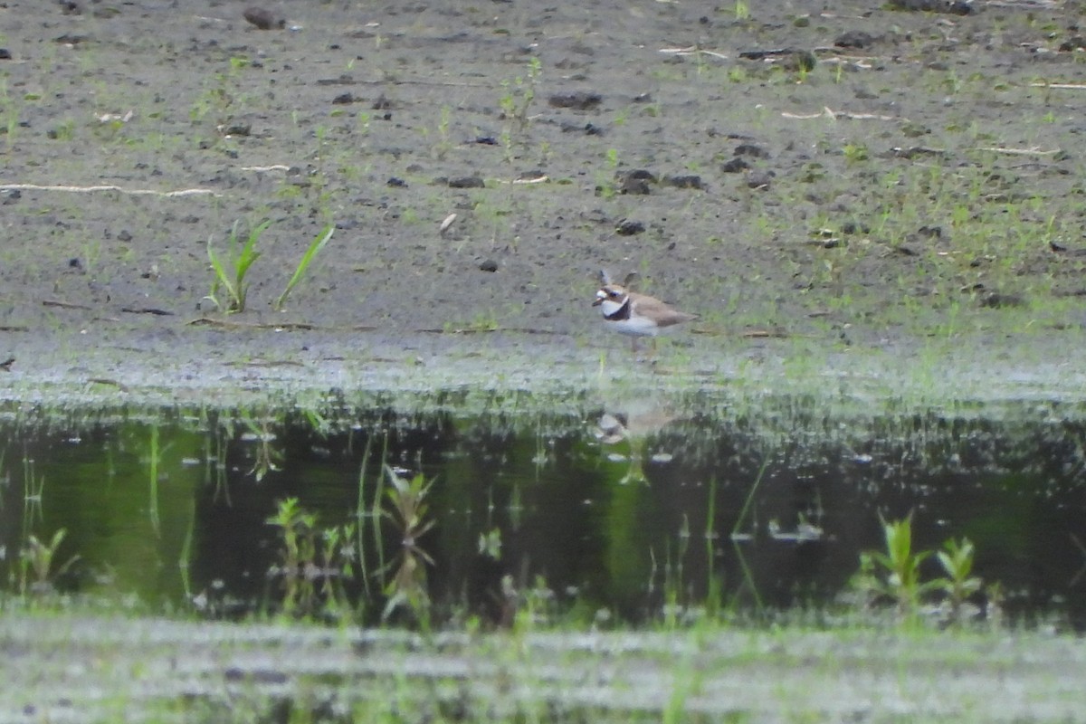 Semipalmated Plover - ML618798392