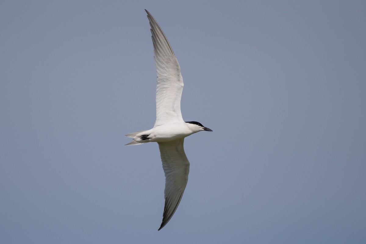 Gull-billed Tern - Isaac Boardman