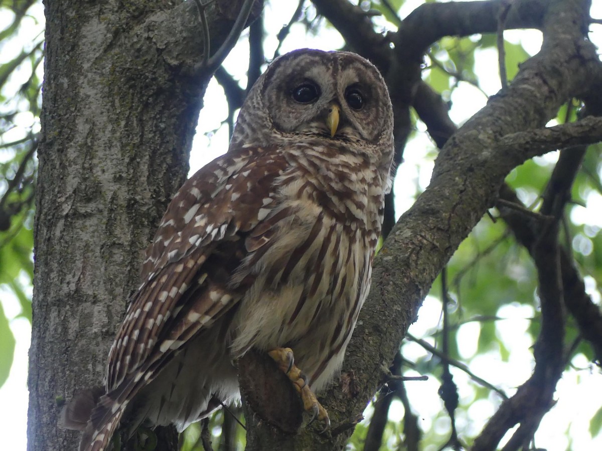 Barred Owl - ML618798414