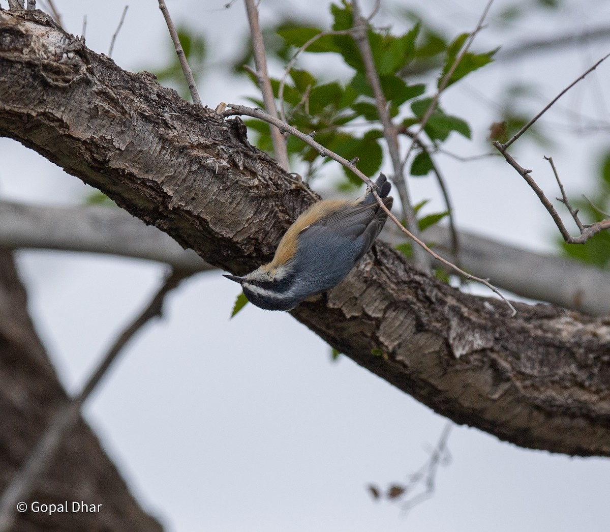 Red-breasted Nuthatch - ML618798427