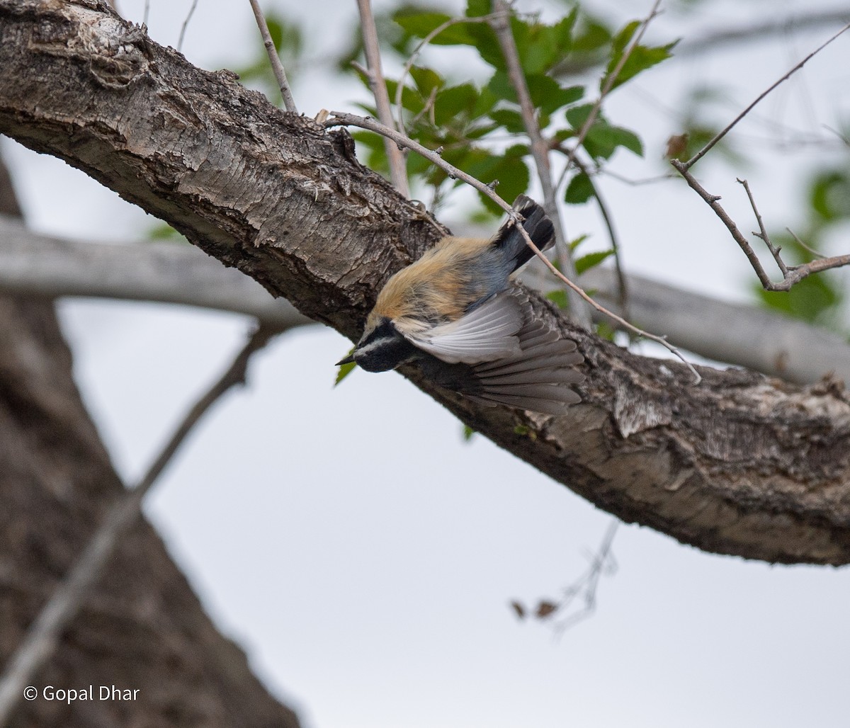Red-breasted Nuthatch - ML618798428