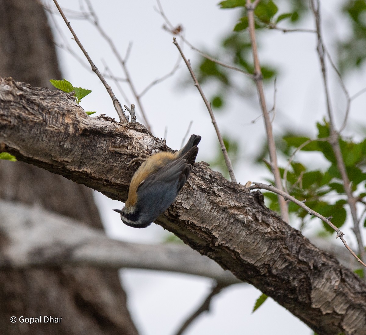 Red-breasted Nuthatch - ML618798429