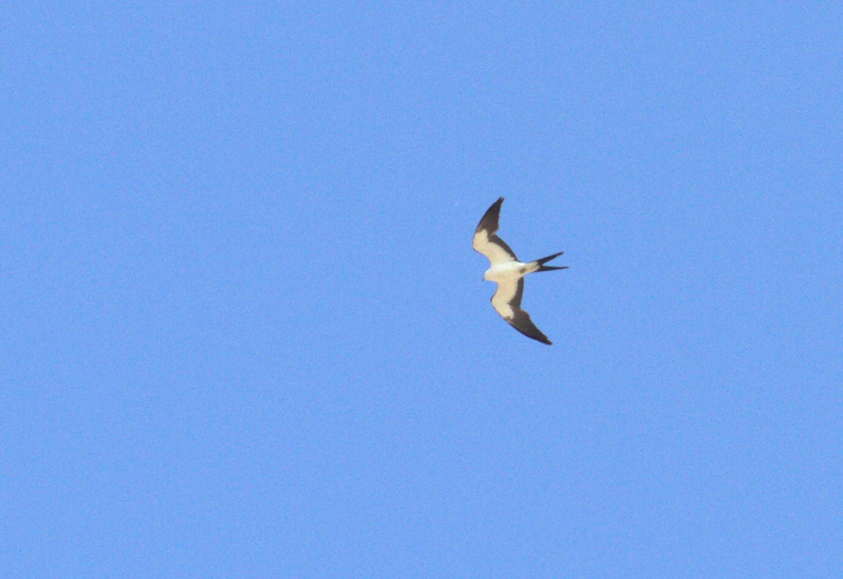 Swallow-tailed Kite - J B