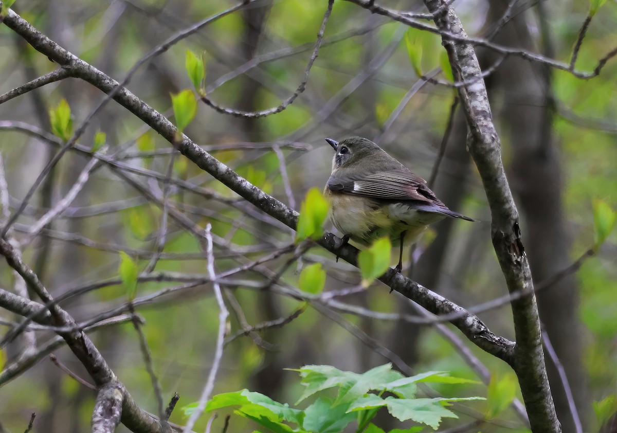 Black-throated Blue Warbler - Hsing Min