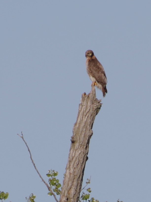 Red-tailed Hawk - ML618798518