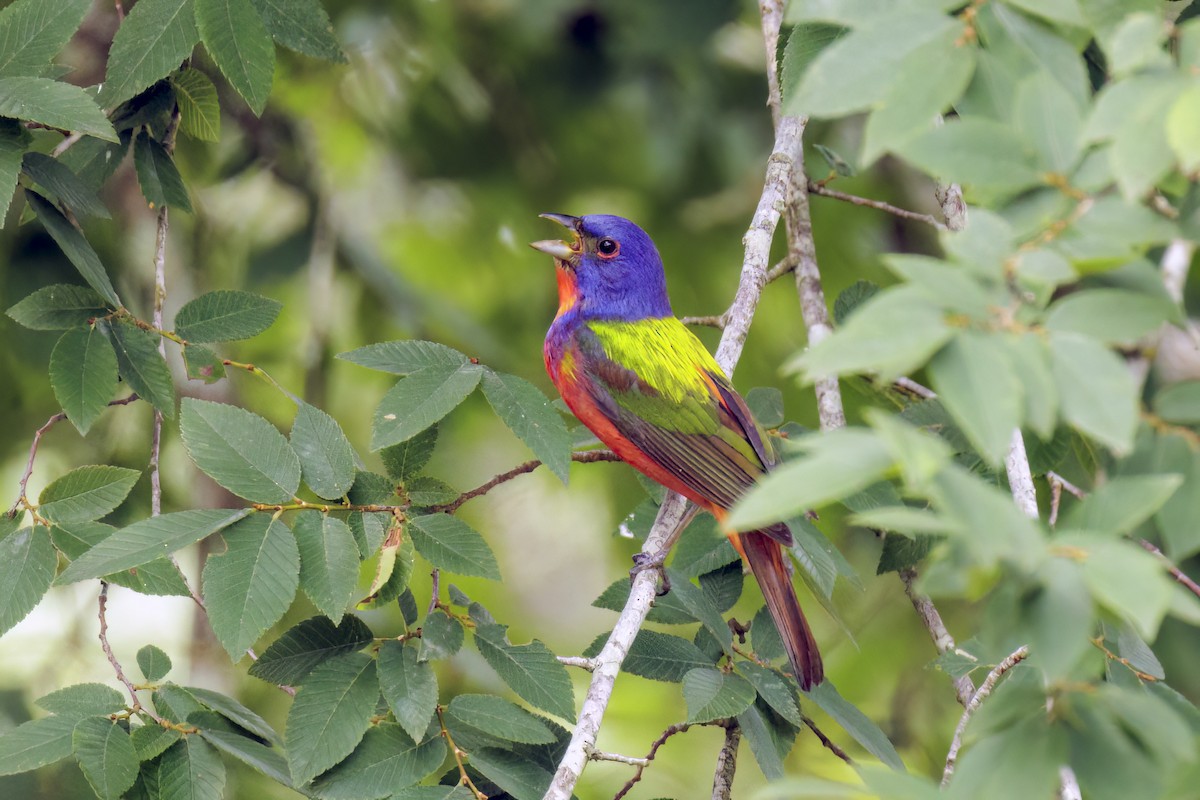 Painted Bunting - ML618798527