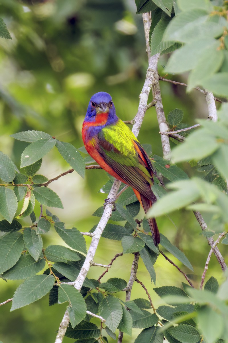 Painted Bunting - ML618798528