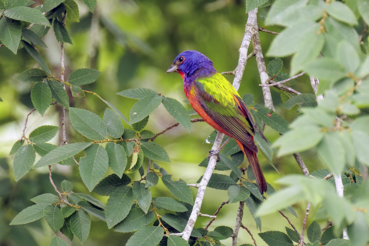 Painted Bunting - ML618798530
