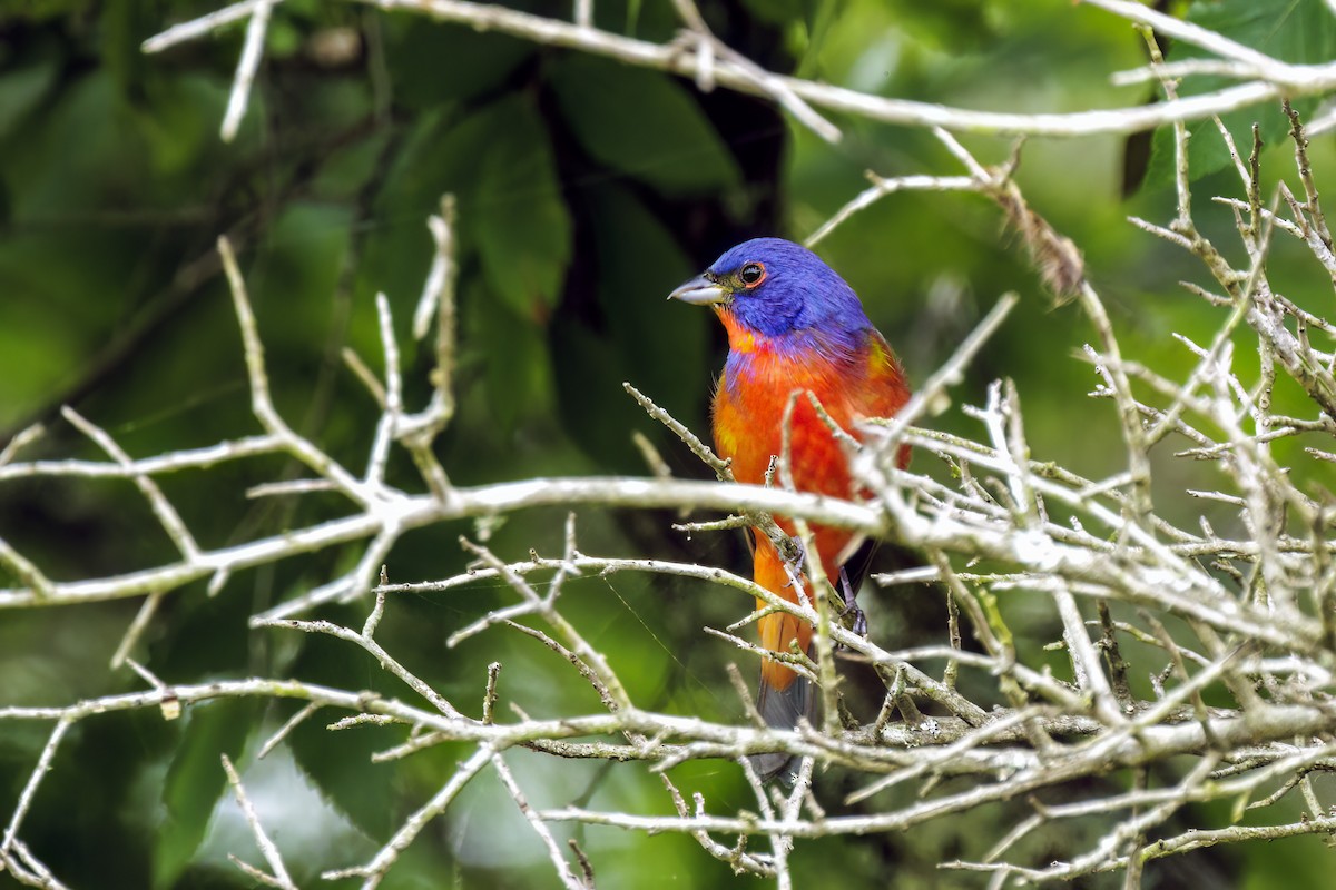 Painted Bunting - ML618798532