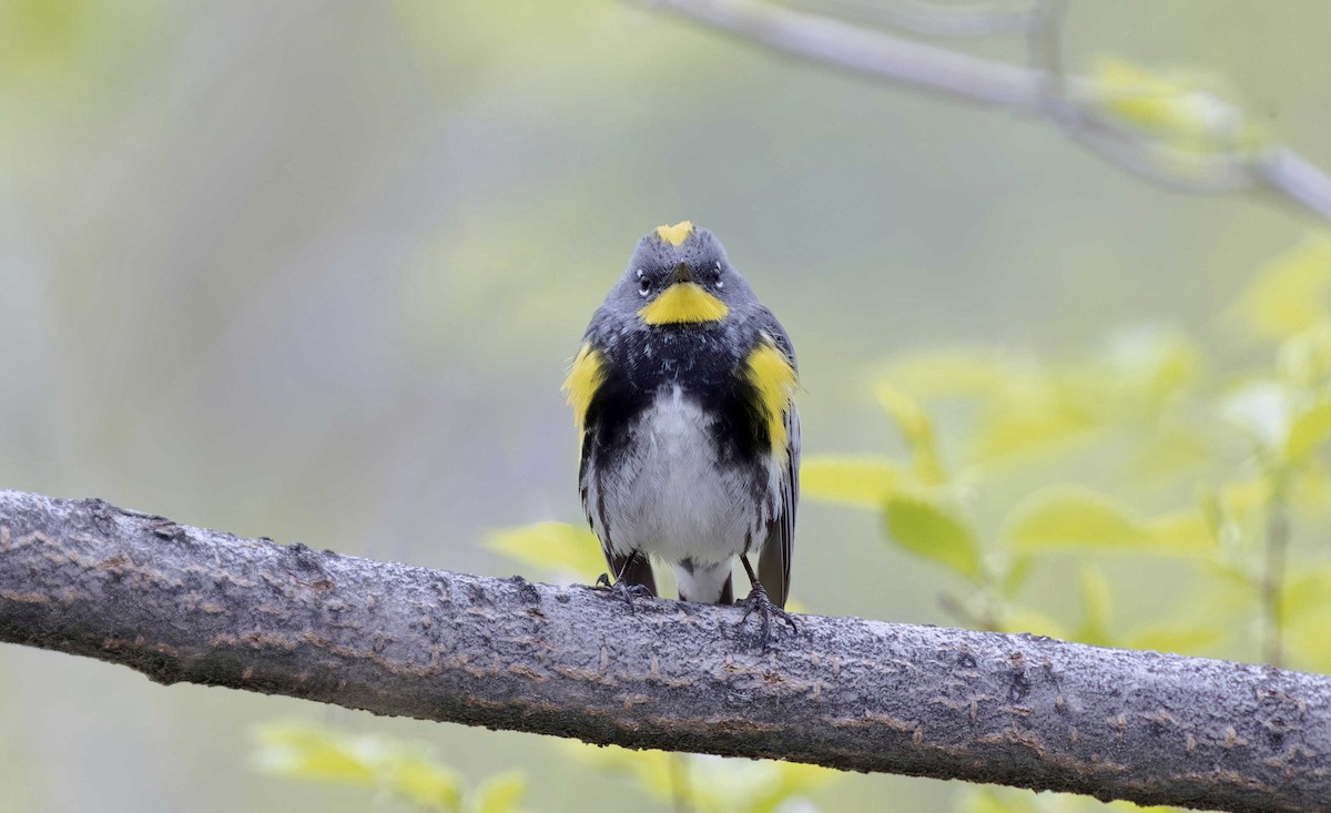 Yellow-rumped Warbler (Audubon's) - ML618798557